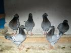 Deutsche Modeneser Schietti blau m. weißen Binden