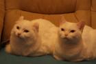 2 total verschmuste kastrierte kater abzugeben