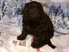 Knuffige Goldendoodle /Hütehund/CainTerrier Mischlingswelpen abzugeben