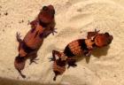 1. 1 Nephrurus cinctus CB 2023 Wunderschönes Pärchen